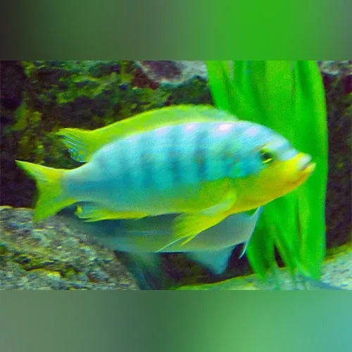 ice-blue-cichlid Ice Blue Cichlid