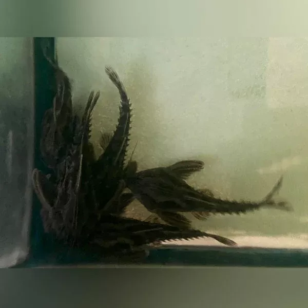irwini-giant-talking-catfish Irwini Giant Talking Catfish