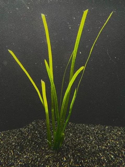 italian-vallisneria Italian Vallisneria