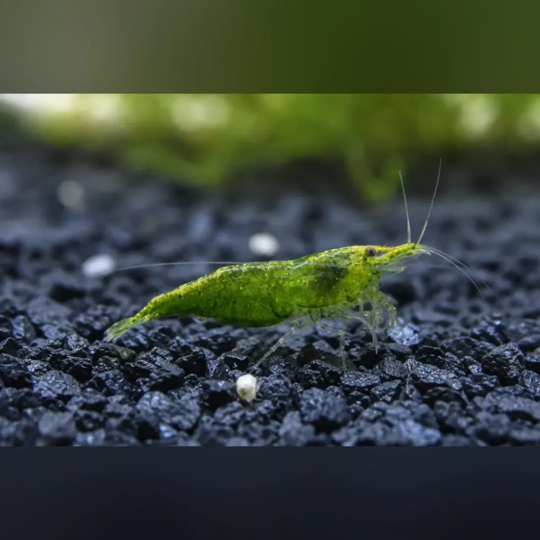 jade-green-shrimp Jade Green Shrimp