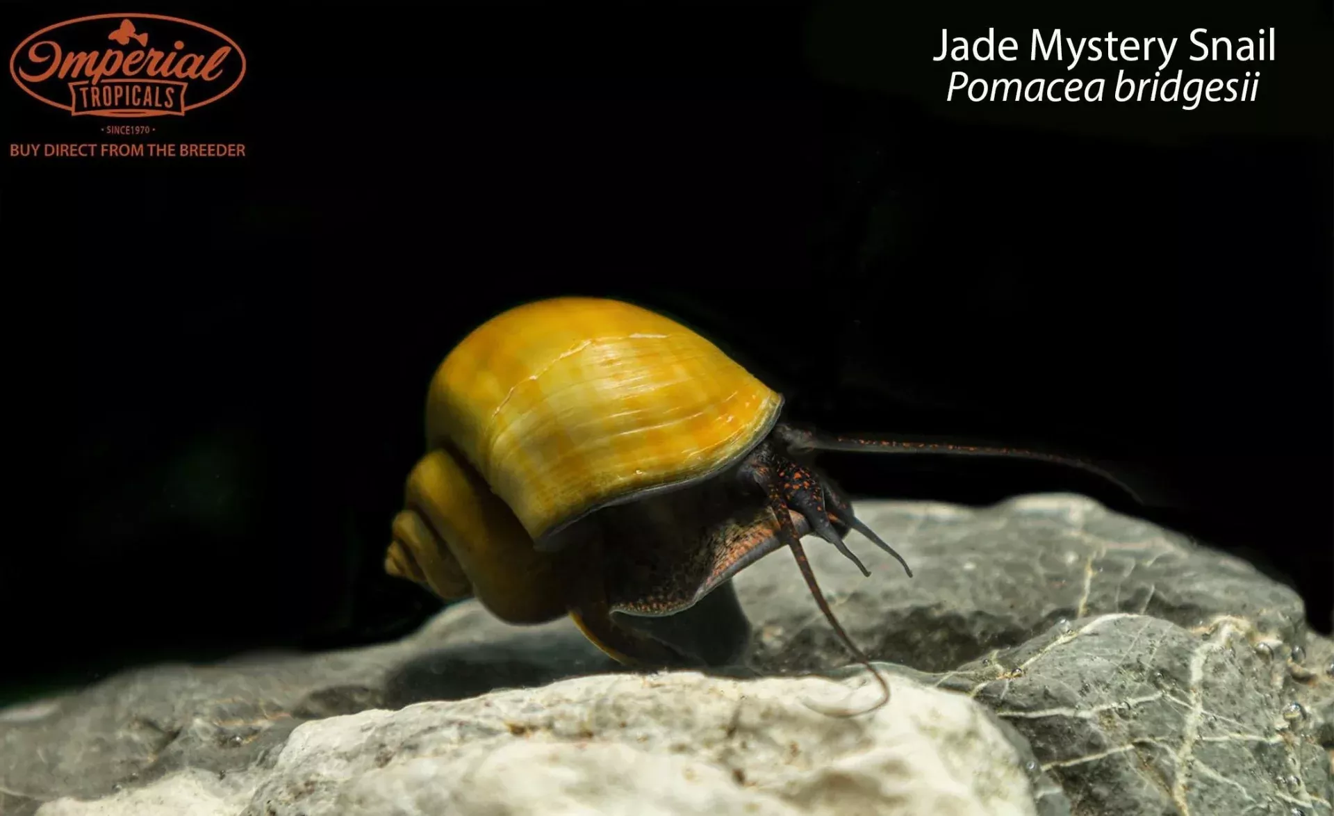 jade-mystery-snail Jade Mystery Snail