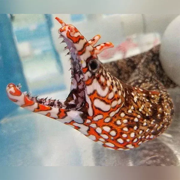 japanese-dragon-eel Japanese Dragon Eel