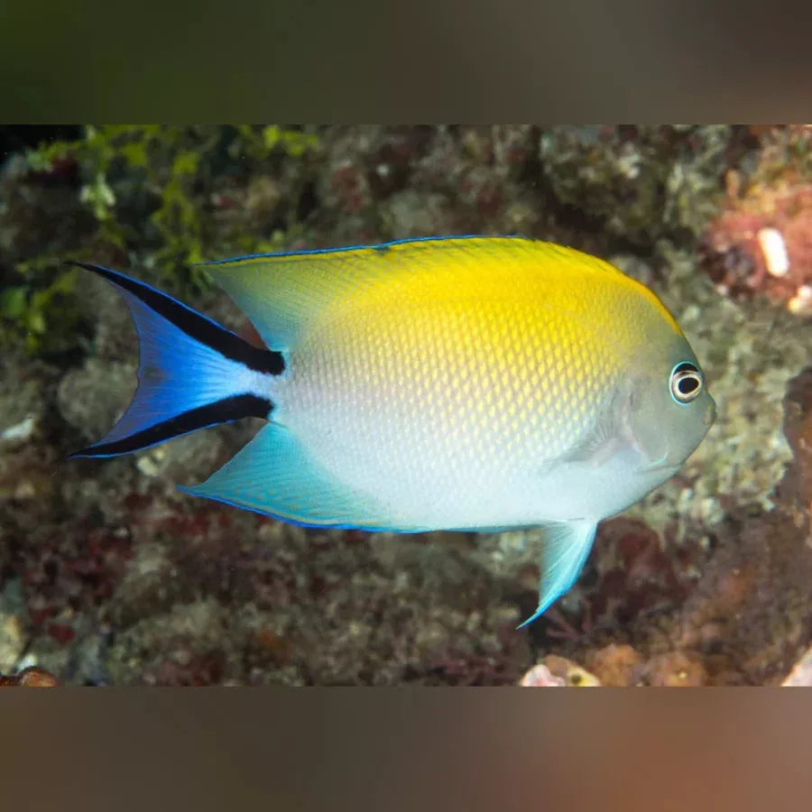 japanese-swallowtail-angelfish Japanese Swallowtail Angelfish