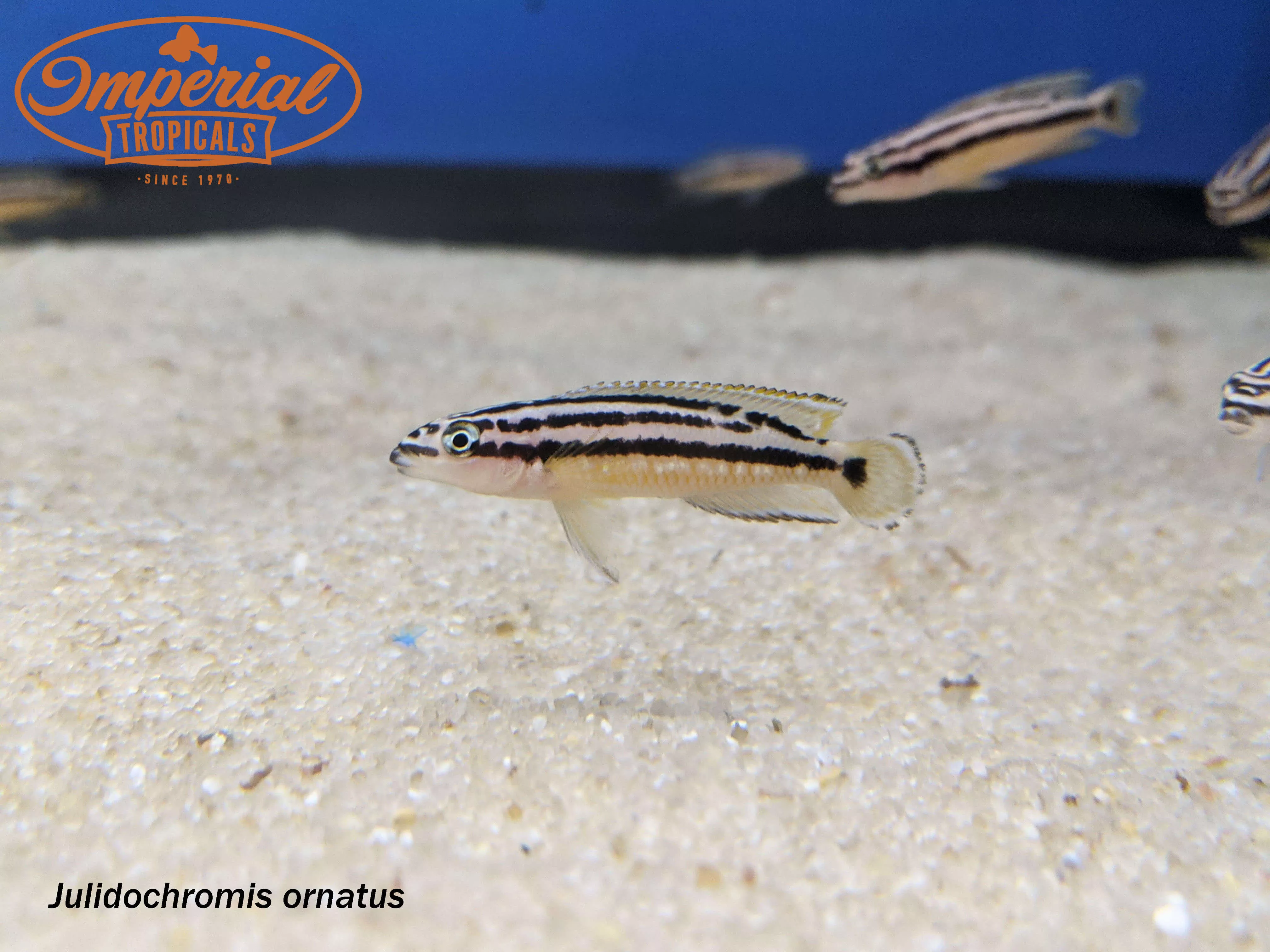 julidochromis-ornatus-uvira Julidochromis ornatus ”Uvira”