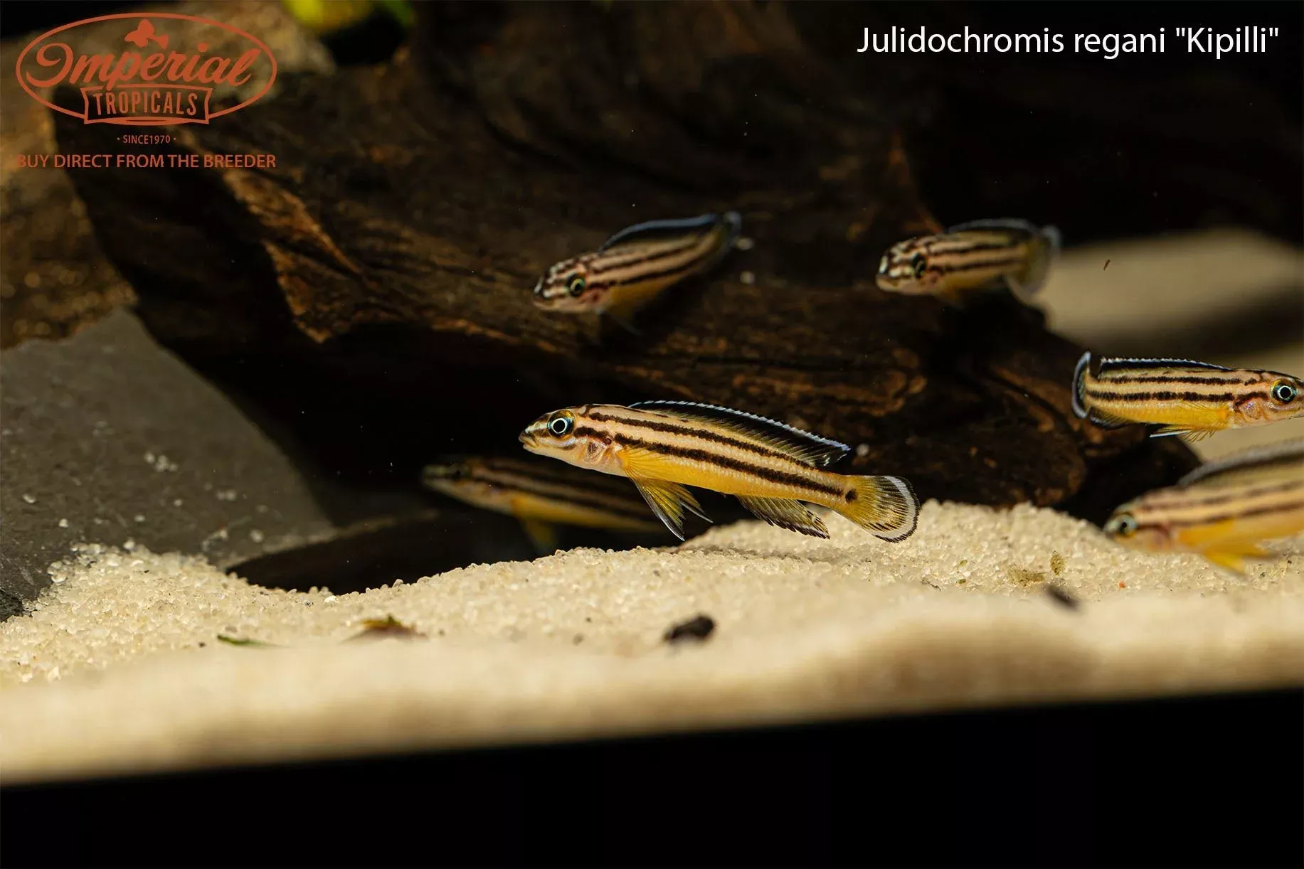 julidochromis-regani-kipilli Julidochromis regani "Kipilli"