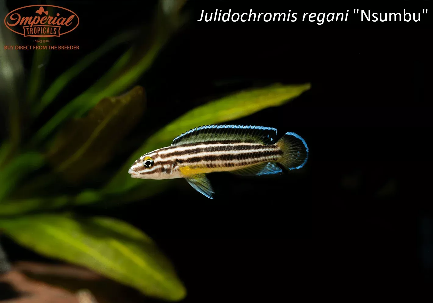 julidochromis-regani-nsumbu Julidochromis regani "Nsumbu"