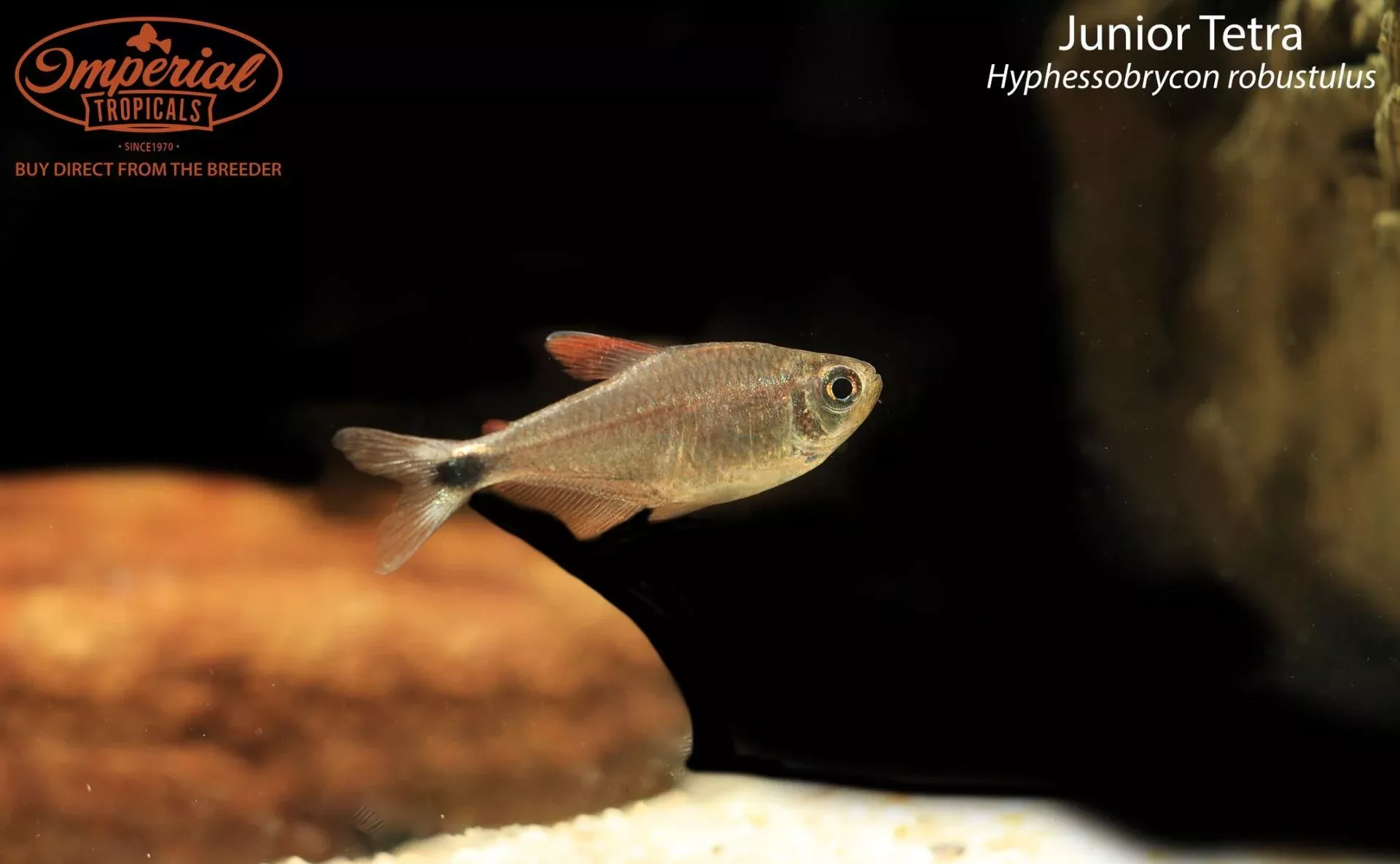 junior-tetra-hyphessobrycon-robustulus Junior Tetra (Hyphessobrycon robustulus)