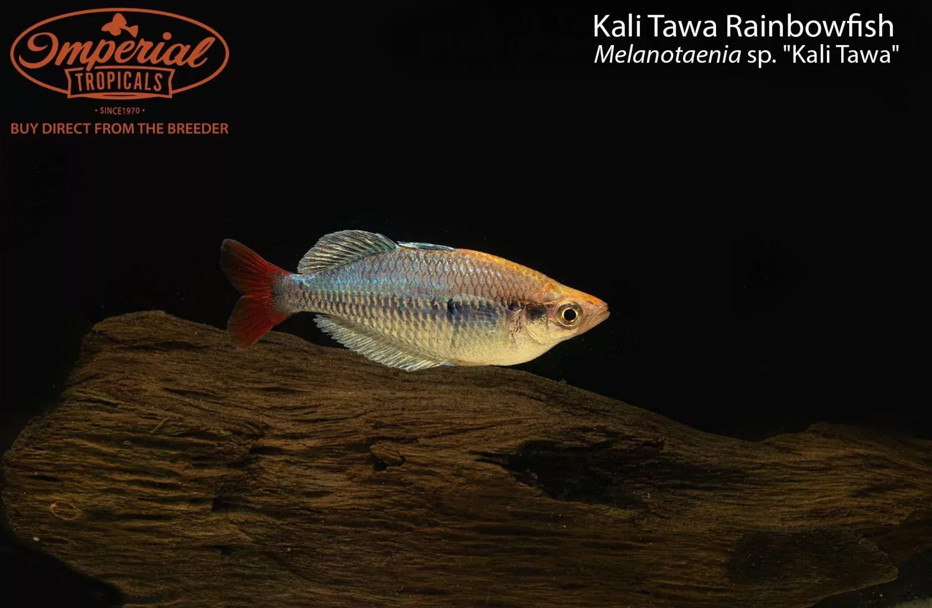 kali-tawa-rainbowfish Kali Tawa Rainbowfish