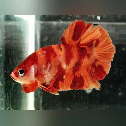 koi-betta-round-tail-nemo Koi Betta Round Tail Nemo