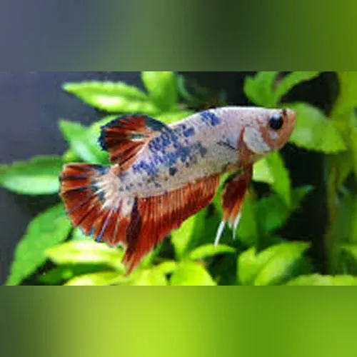 koi-betta-roundtail Koi Betta Roundtail
