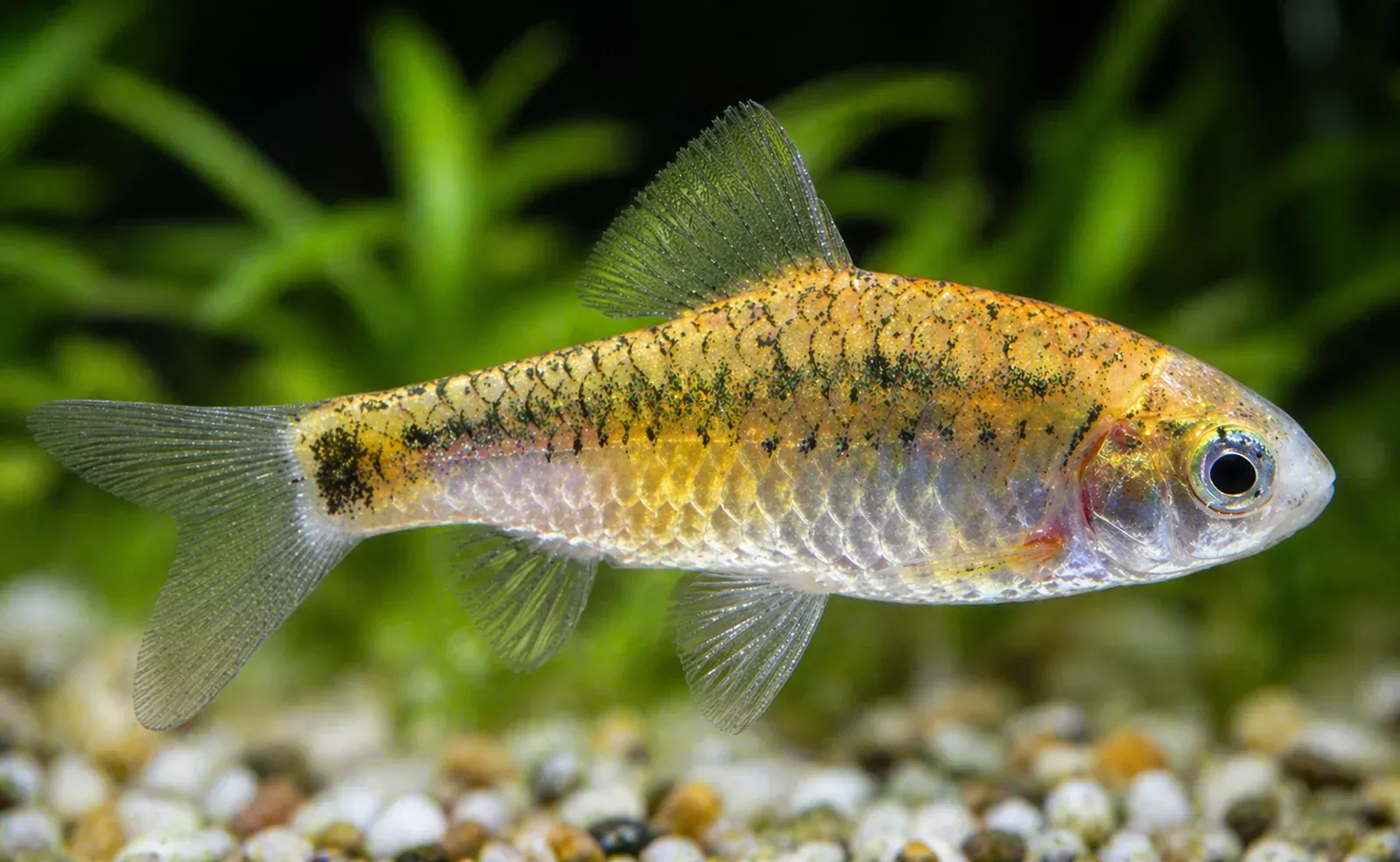 koi-gold-barbs Koi Gold Barbs
