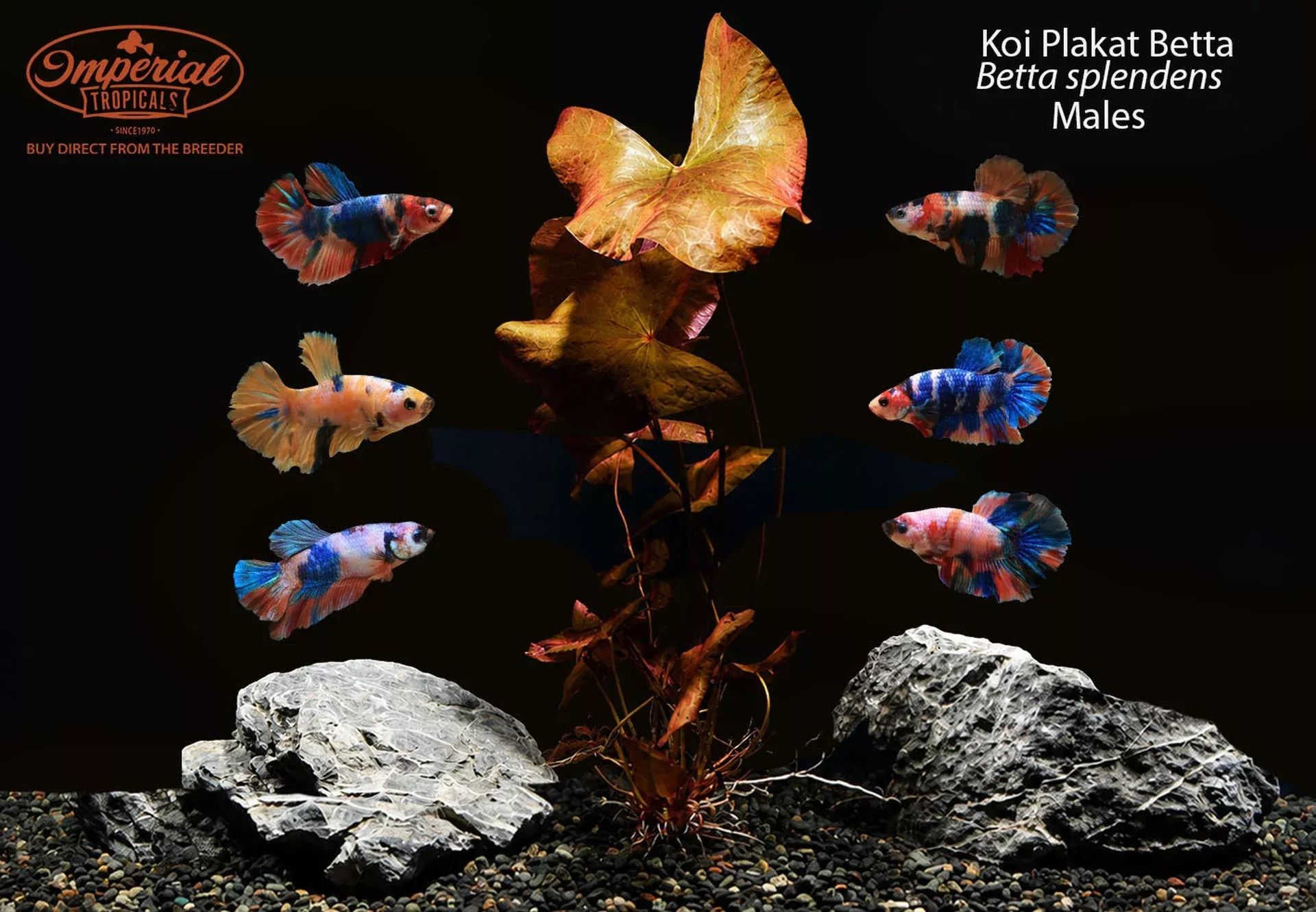 koi-plakat-betta-betta-splendens Koi Plakat Betta (Betta splendens)