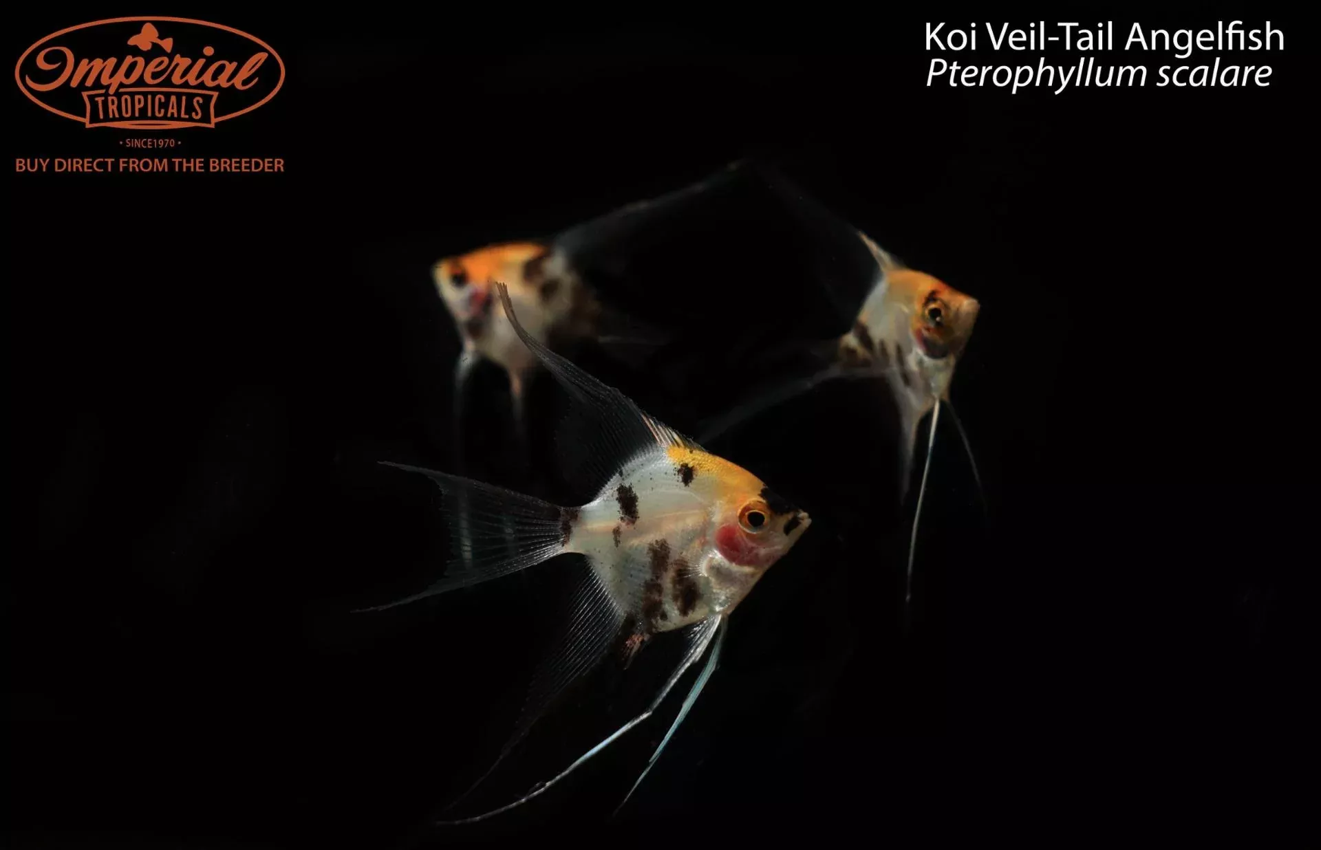 koi-veil-tail-angelfish Koi Veil-Tail Angelfish