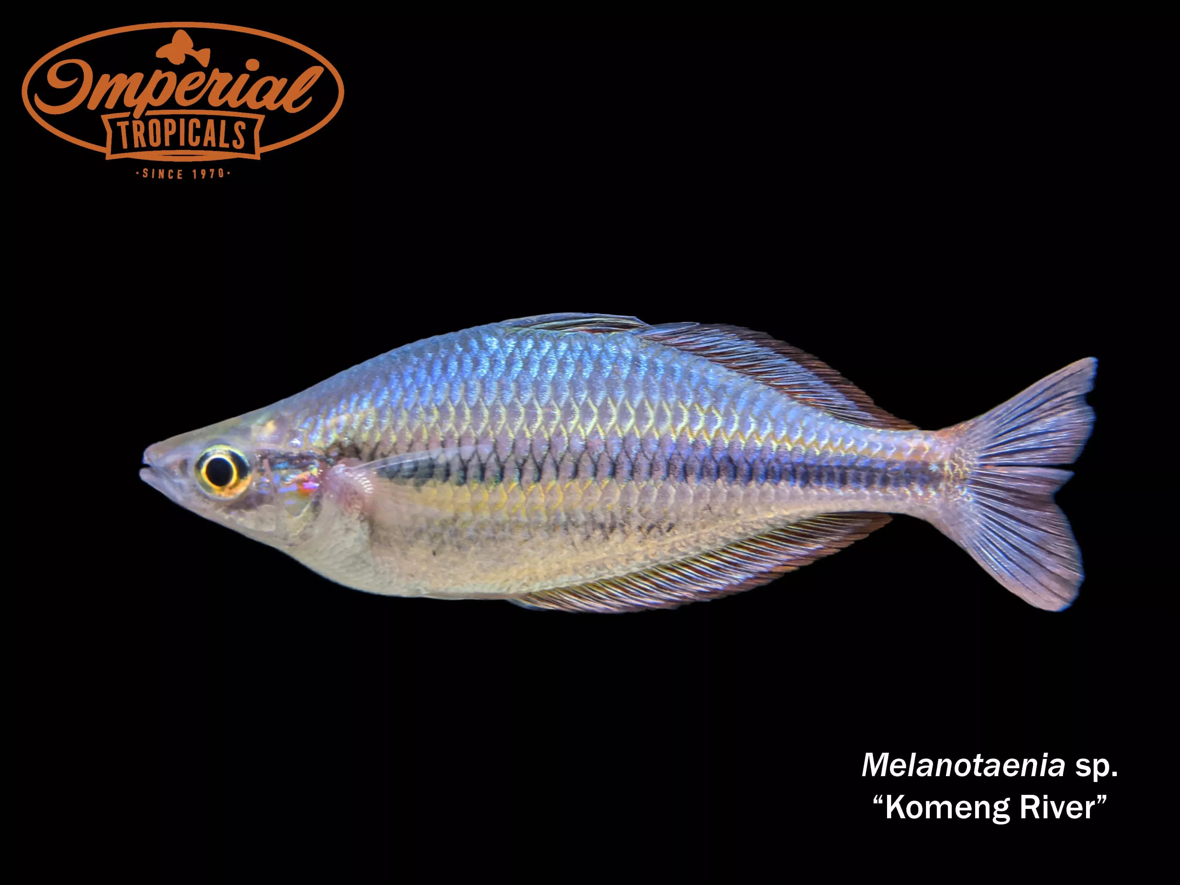 komeng-river-rainbowfish Komeng River Rainbowfish