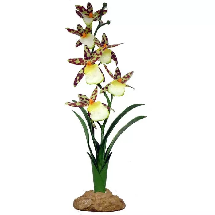 komodo-spider-orchid-plant Komodo Spider Orchid Plant