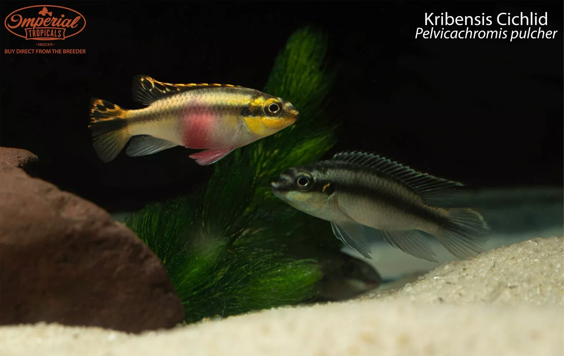 Kribensis Cichlid