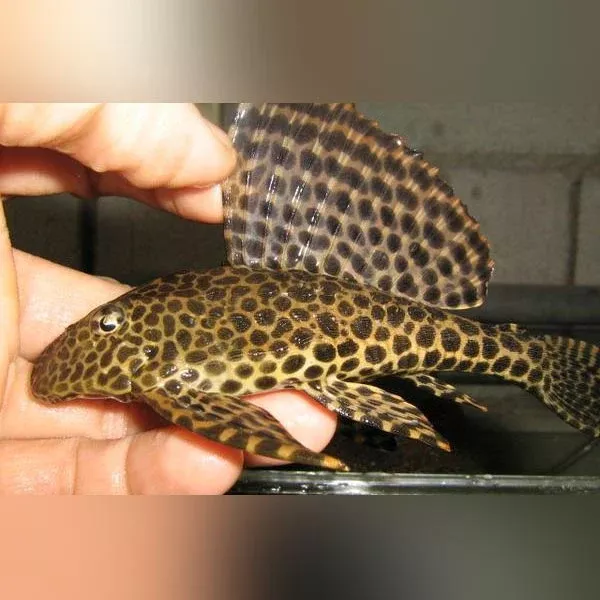 l-001-spotted-sailfin-pleco L-001 Spotted Sailfin Pleco