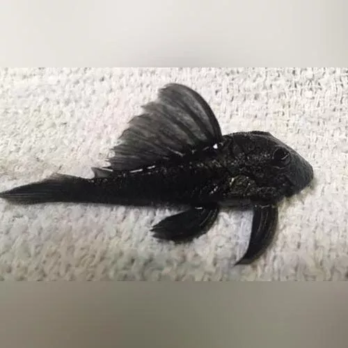 l-239-blue-panaque-pleco L-239 Blue Panaque Pleco