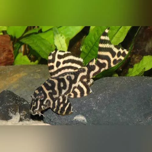 l-333-king-tiger-pleco L-333 King Tiger Pleco