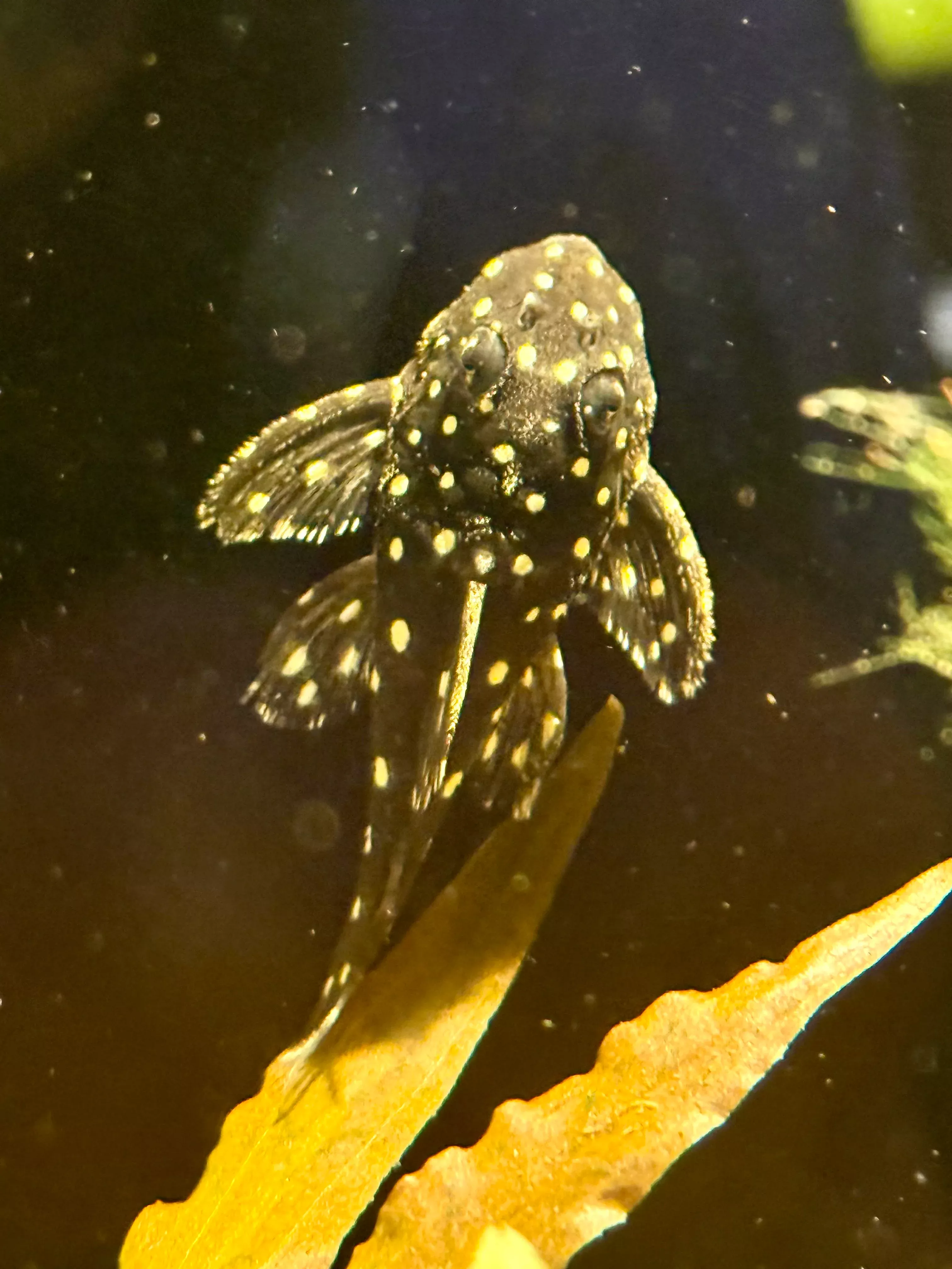 l-471-mini-snowball-pleco-2-3 L-471 Mini Snowball Pleco - 2-3"