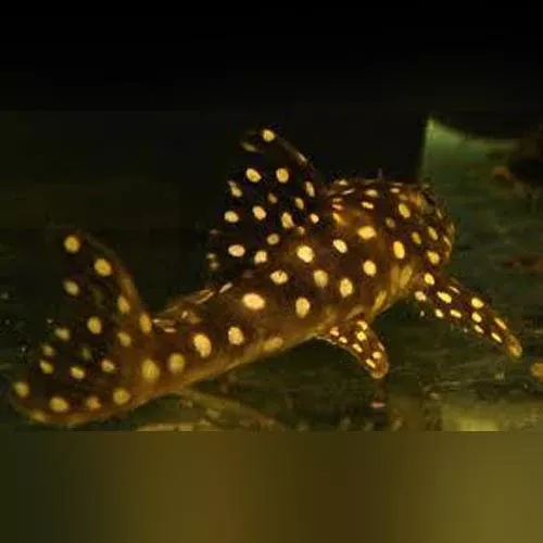 l-48-mustard-spot-pleco L-48 Mustard Spot Pleco