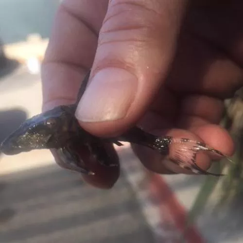 l-90-papa-pleco L-90 Papa Pleco