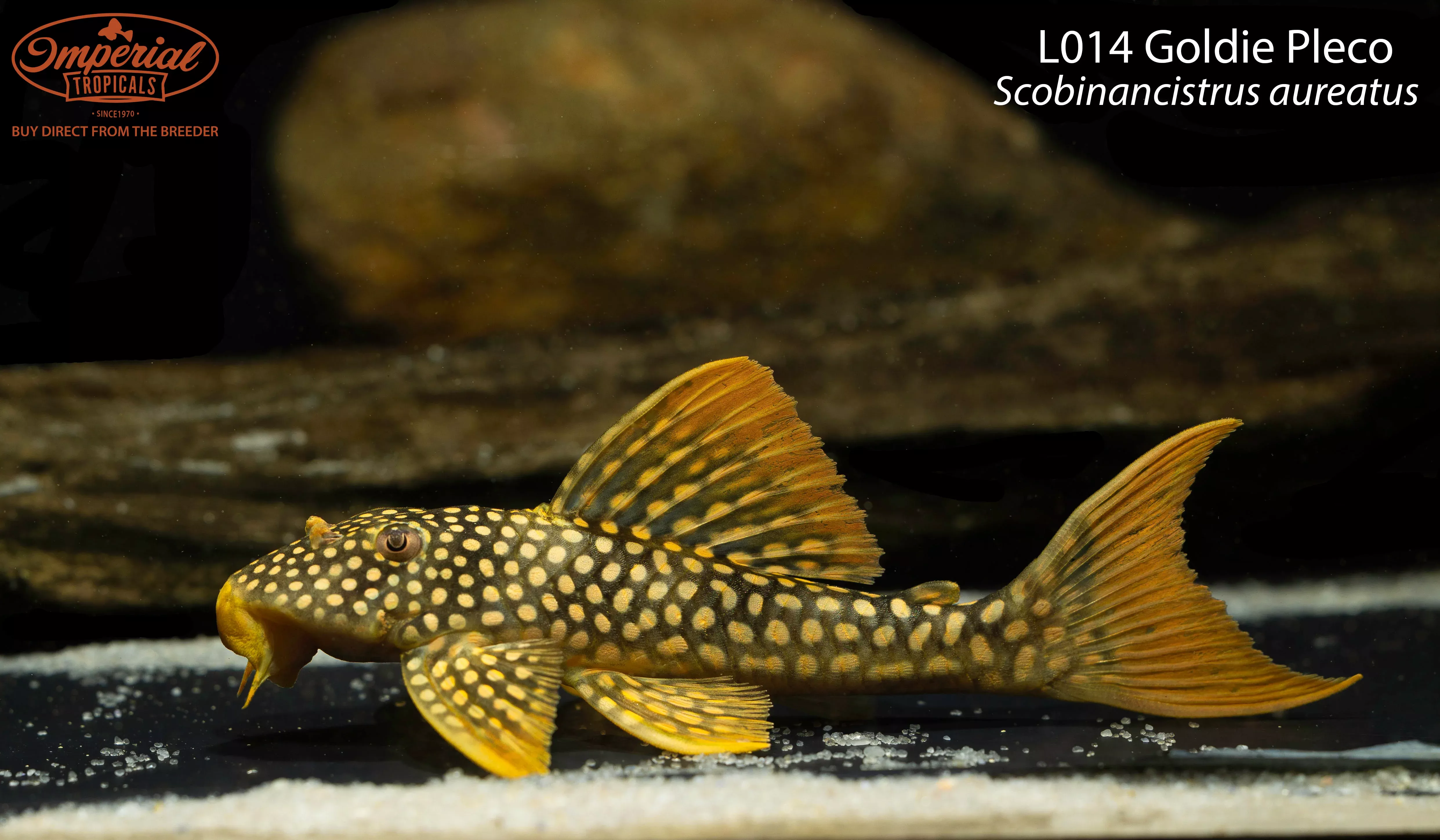 l014-goldie-pleco L014 Goldie Pleco