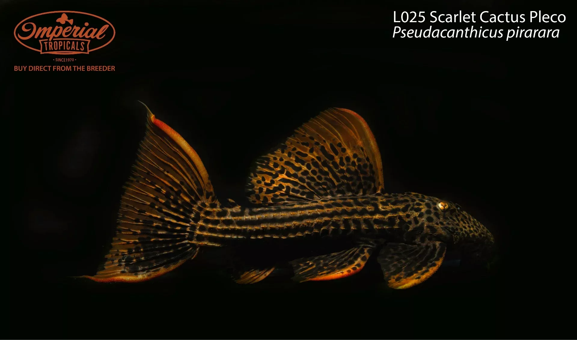 l025-scarlet-cactus-pleco L025 Scarlet Cactus Pleco