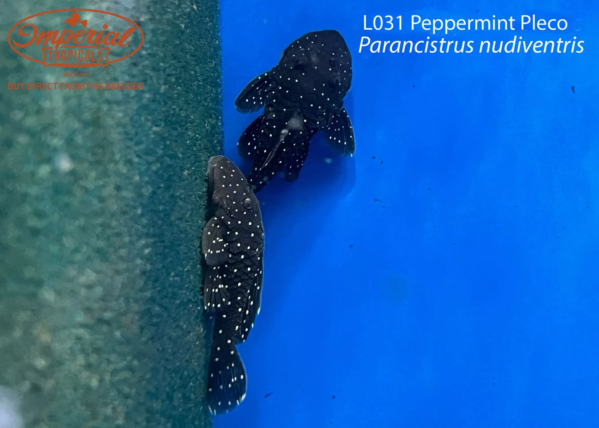 l031-peppermint-pleco L031 Peppermint Pleco