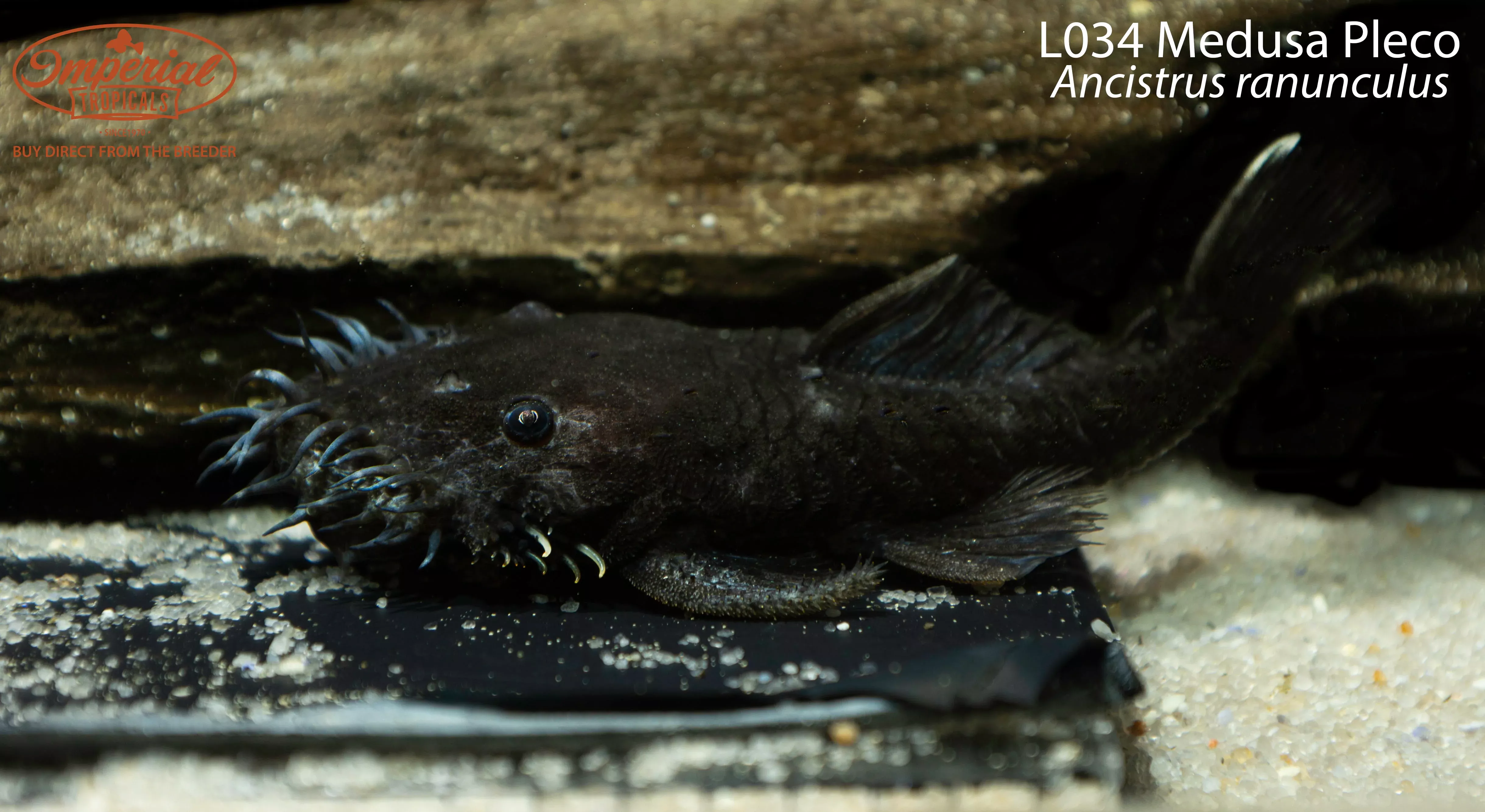 l034-medusa-pleco L034 Medusa Pleco