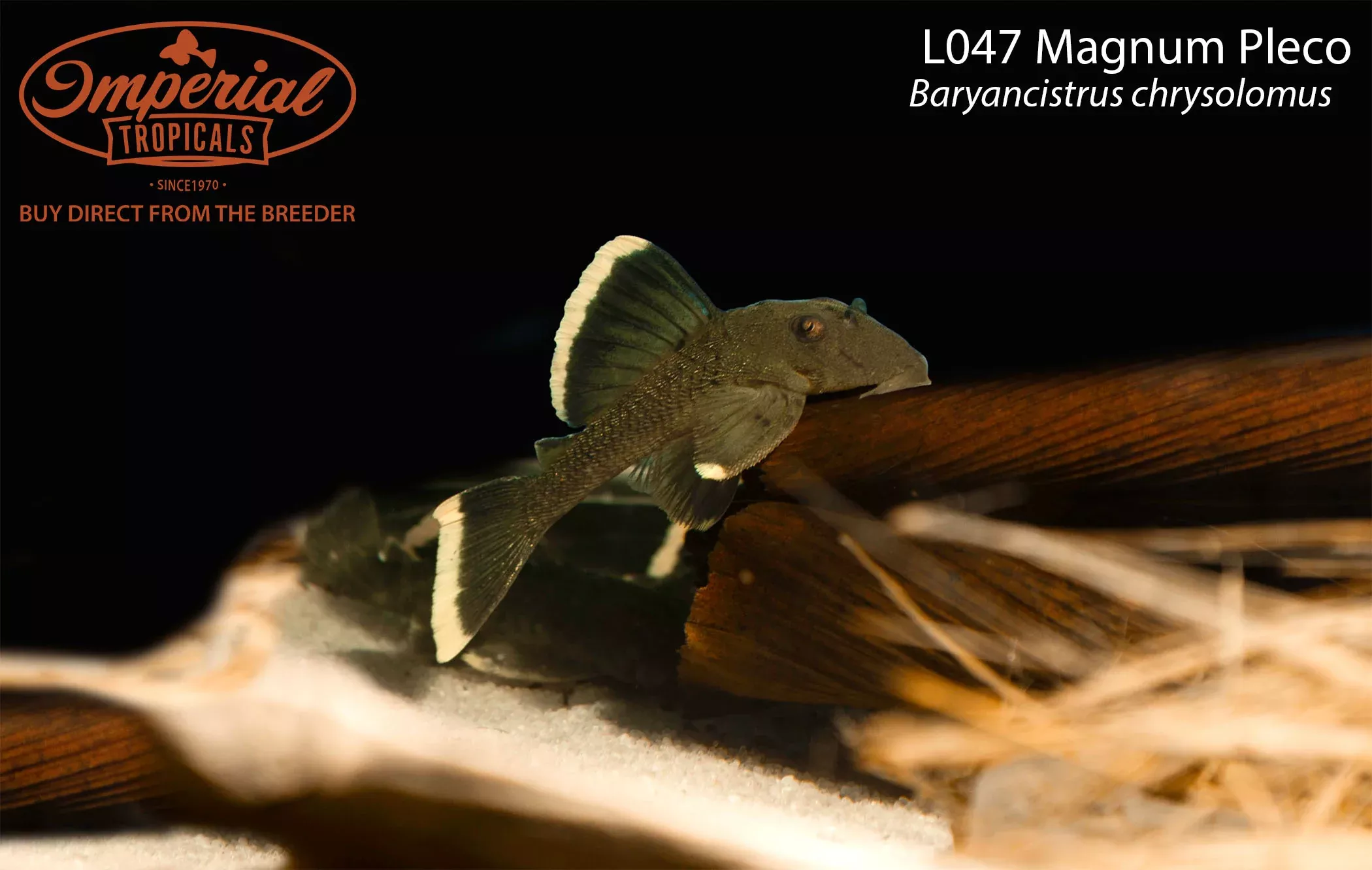 l047-magnum-pleco L047 Magnum Pleco