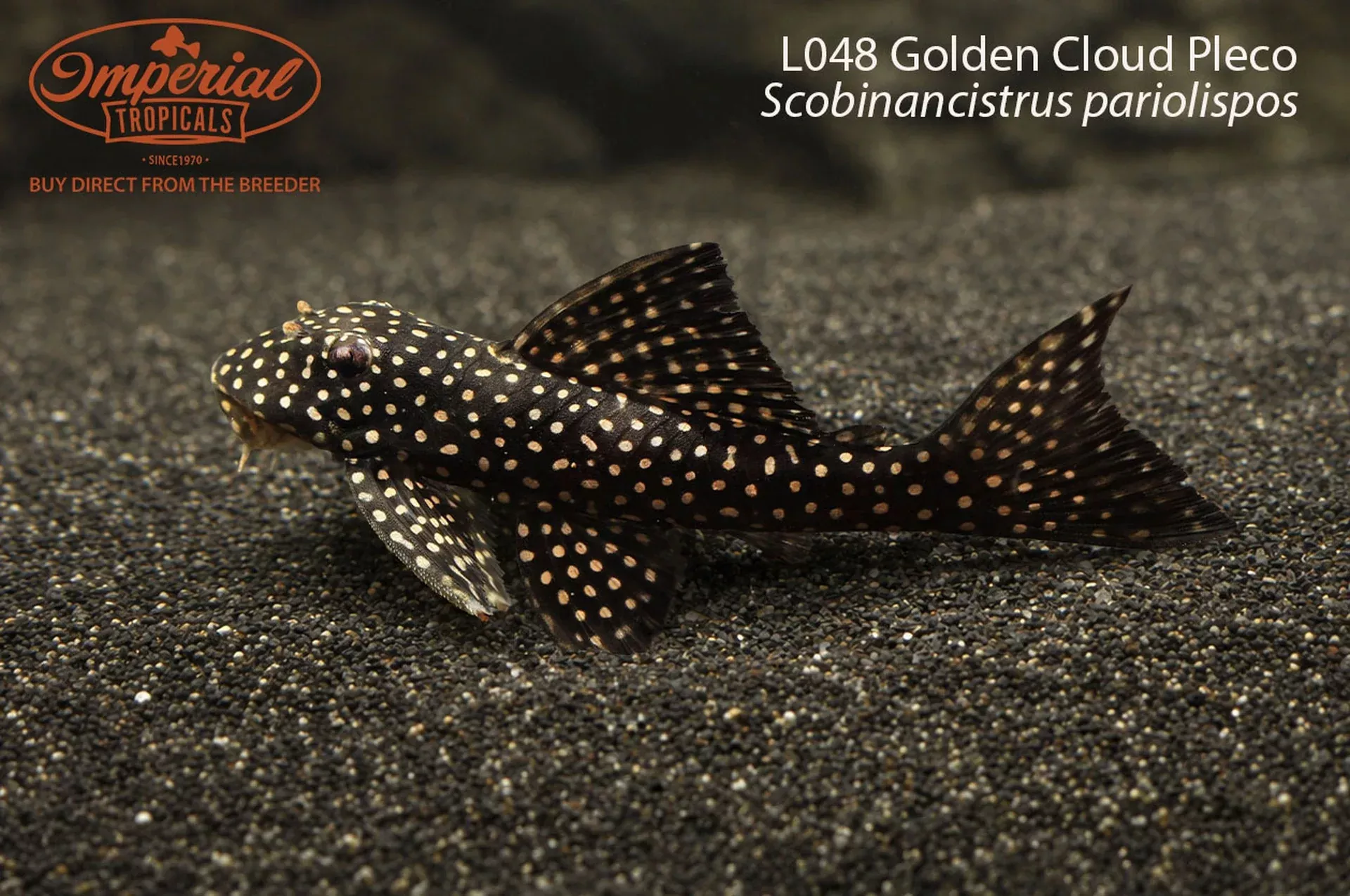 l048-golden-cloud-pleco L048 Golden Cloud Pleco