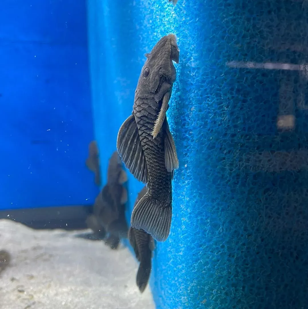 l056-chubby-pleco L056 Chubby Pleco
