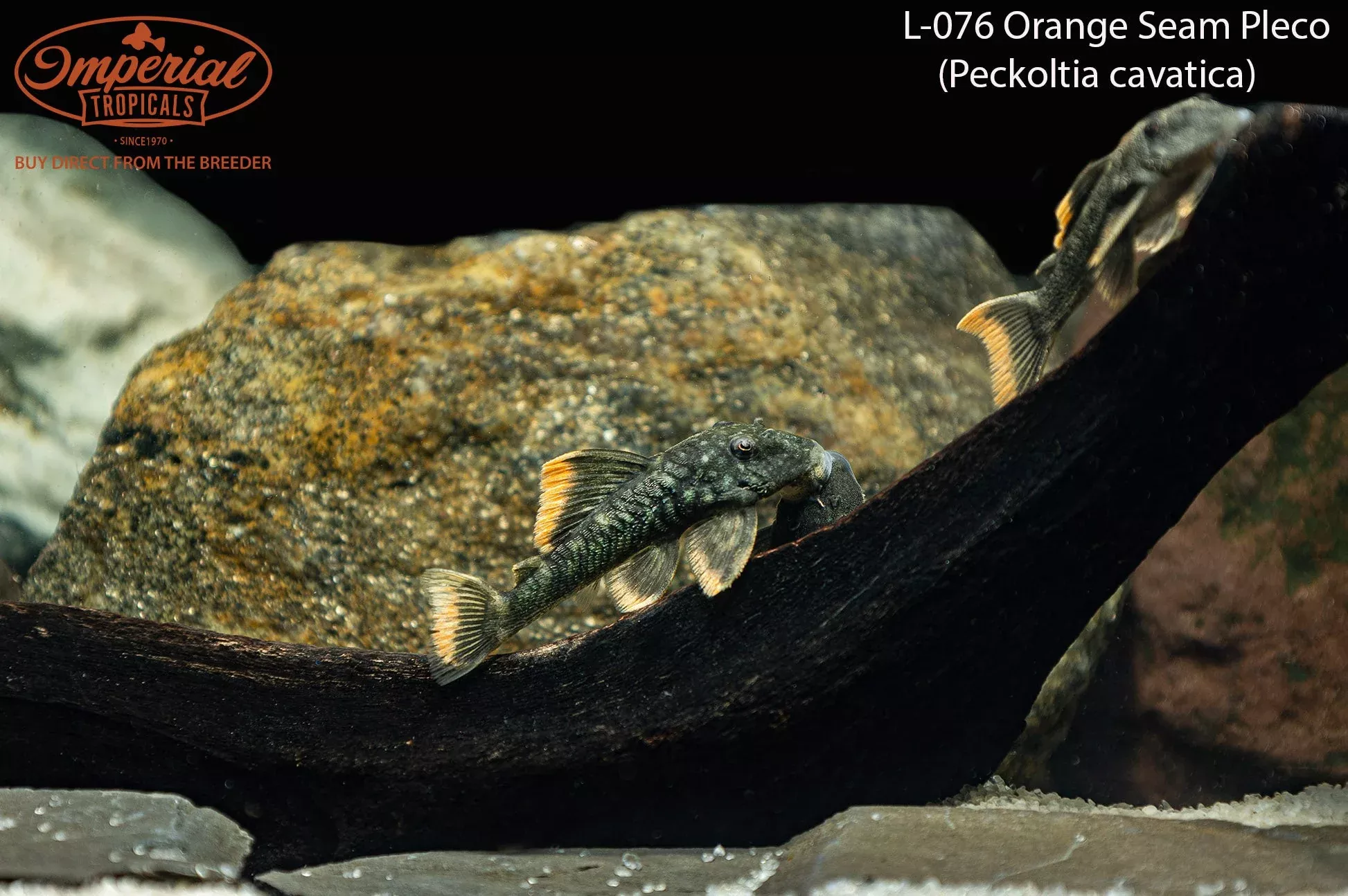 l076-orange-seam-pleco-peckoltia-cavatica-portel L076 Orange Seam Pleco (Peckoltia cavatica) "Portel"