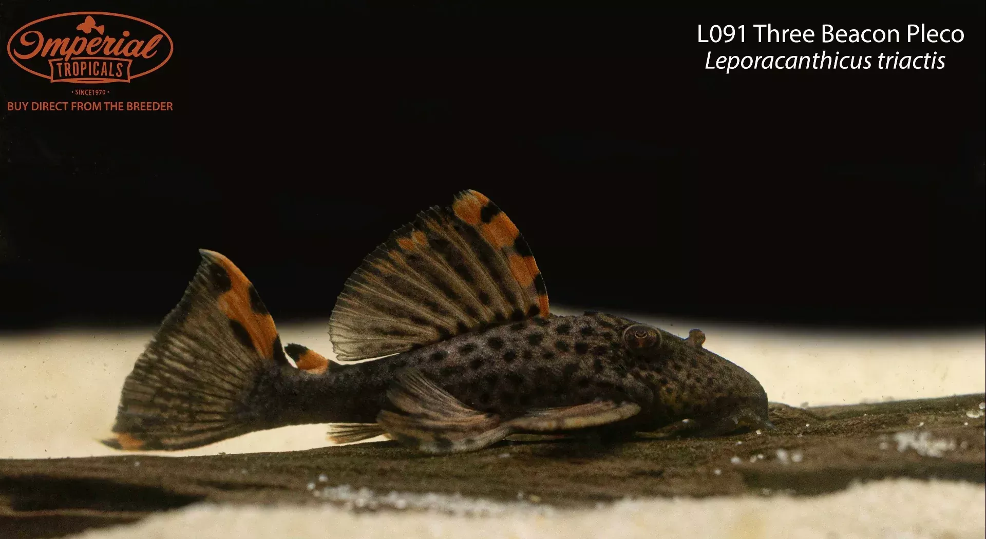 l091-three-beacon-pleco L091 Three Beacon Pleco