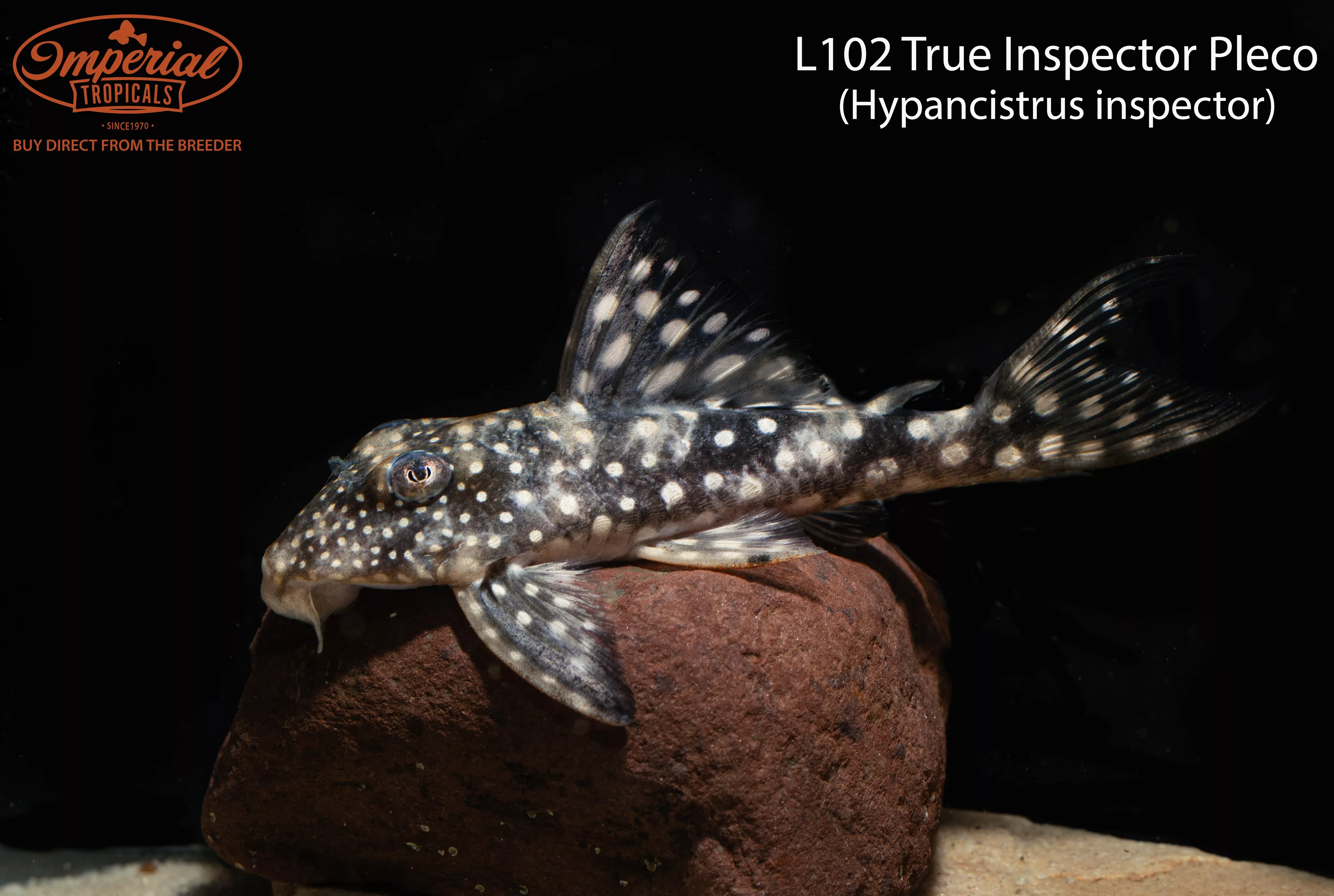 l102-true-inspector-pleco L102 True Inspector Pleco