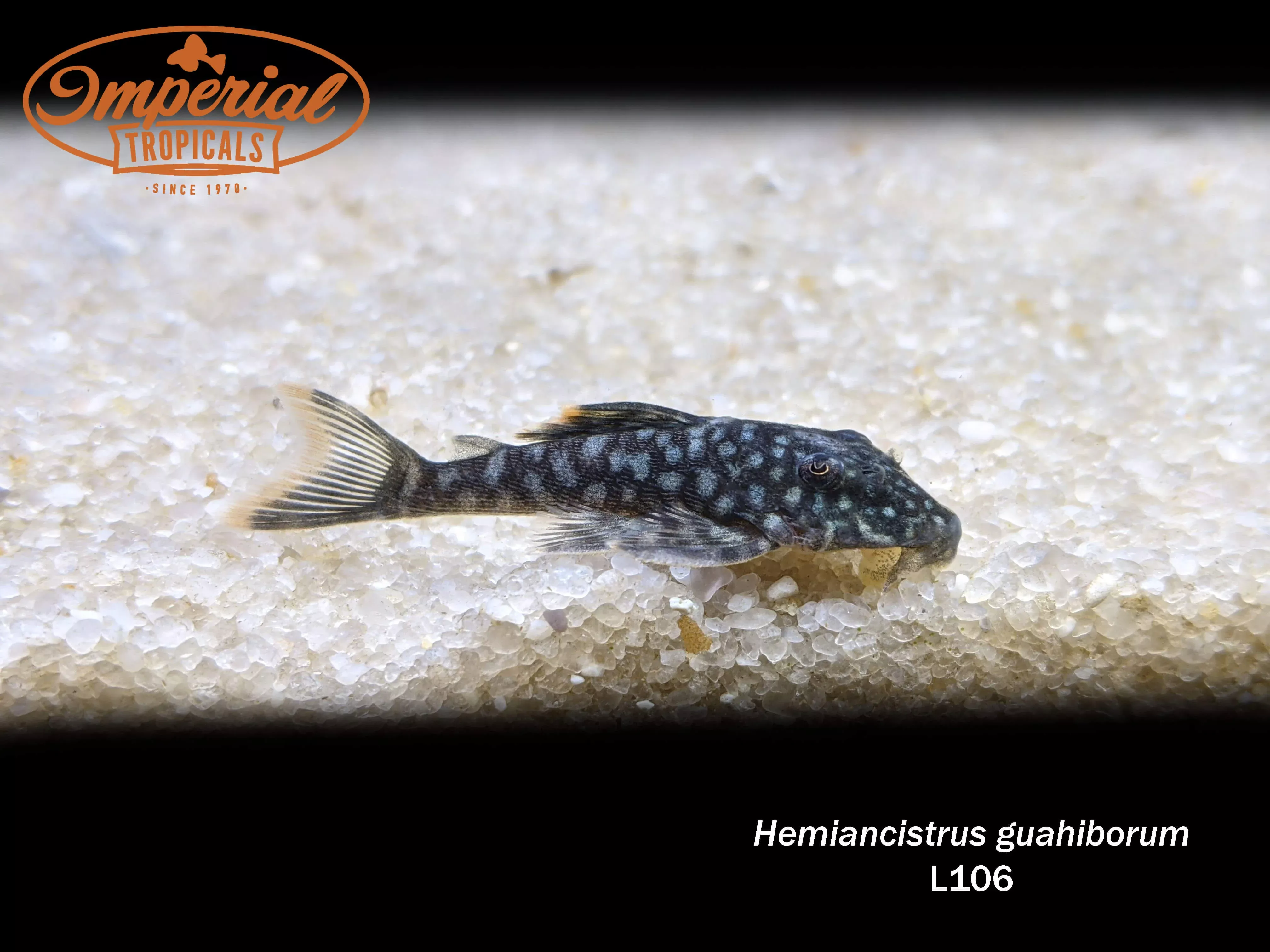 l106-orange-seam-pleco L106 Orange Seam Pleco