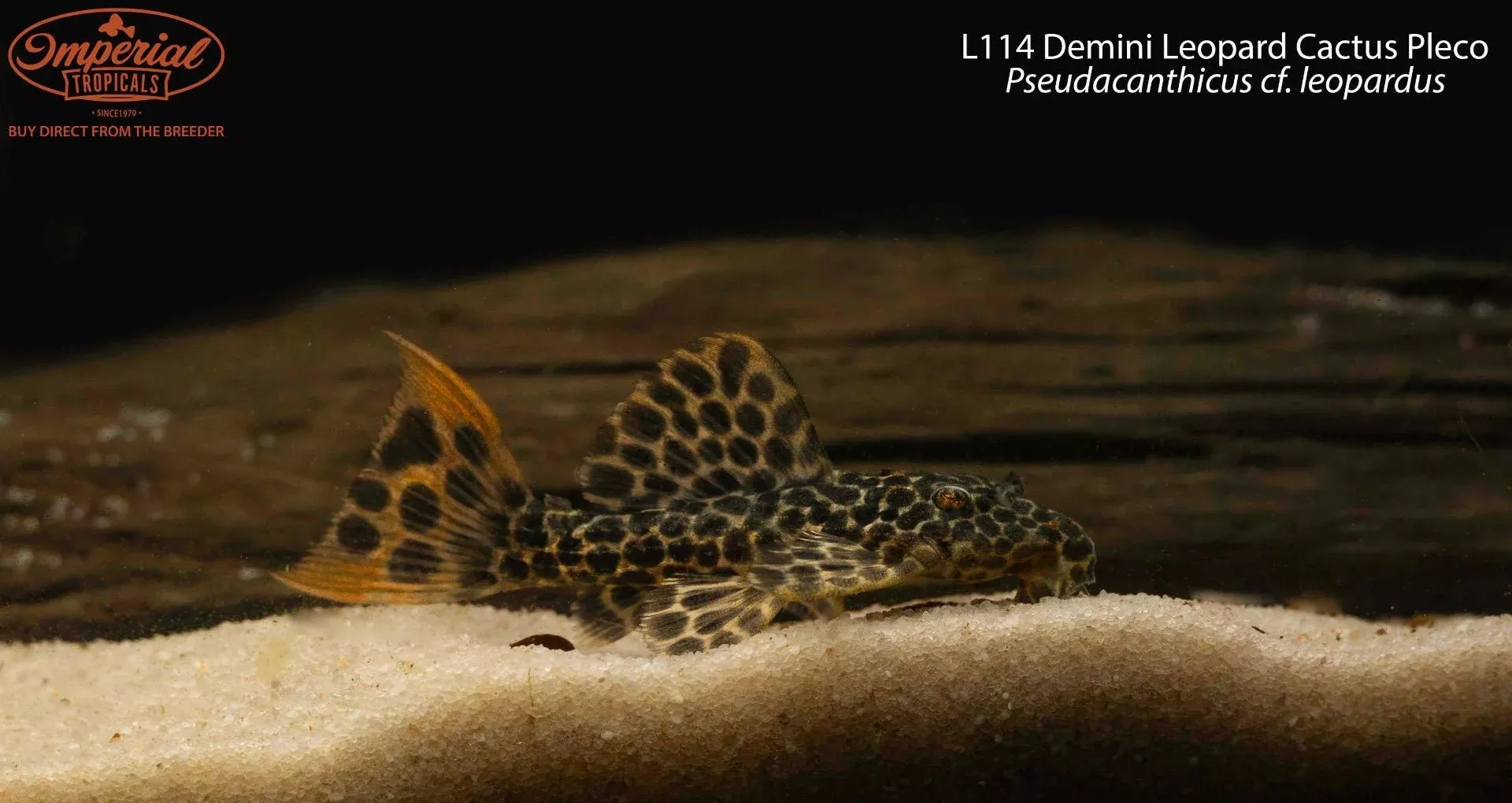l114-demini-leopard-cactus-pleco L114 Demini Leopard Cactus Pleco