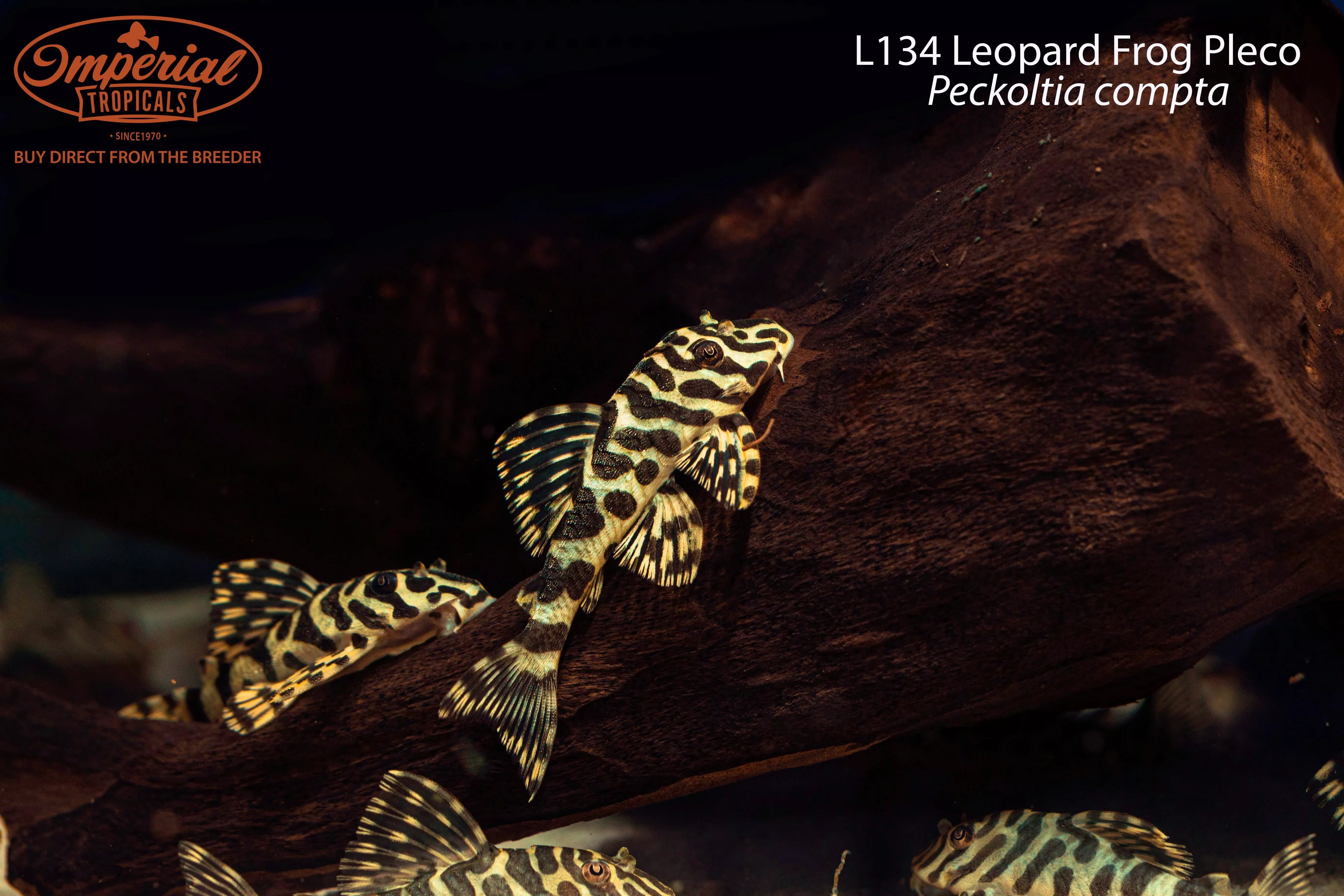 l134-leopard-frog-pleco L134 Leopard Frog Pleco