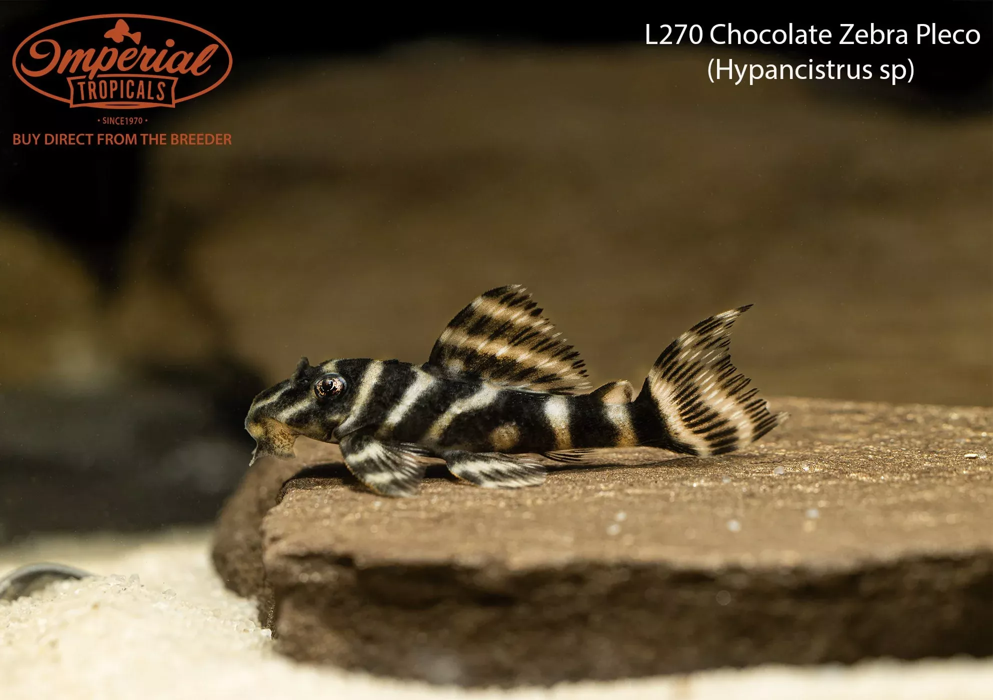 l270-chocolate-zebra-pleco L270 Chocolate Zebra Pleco
