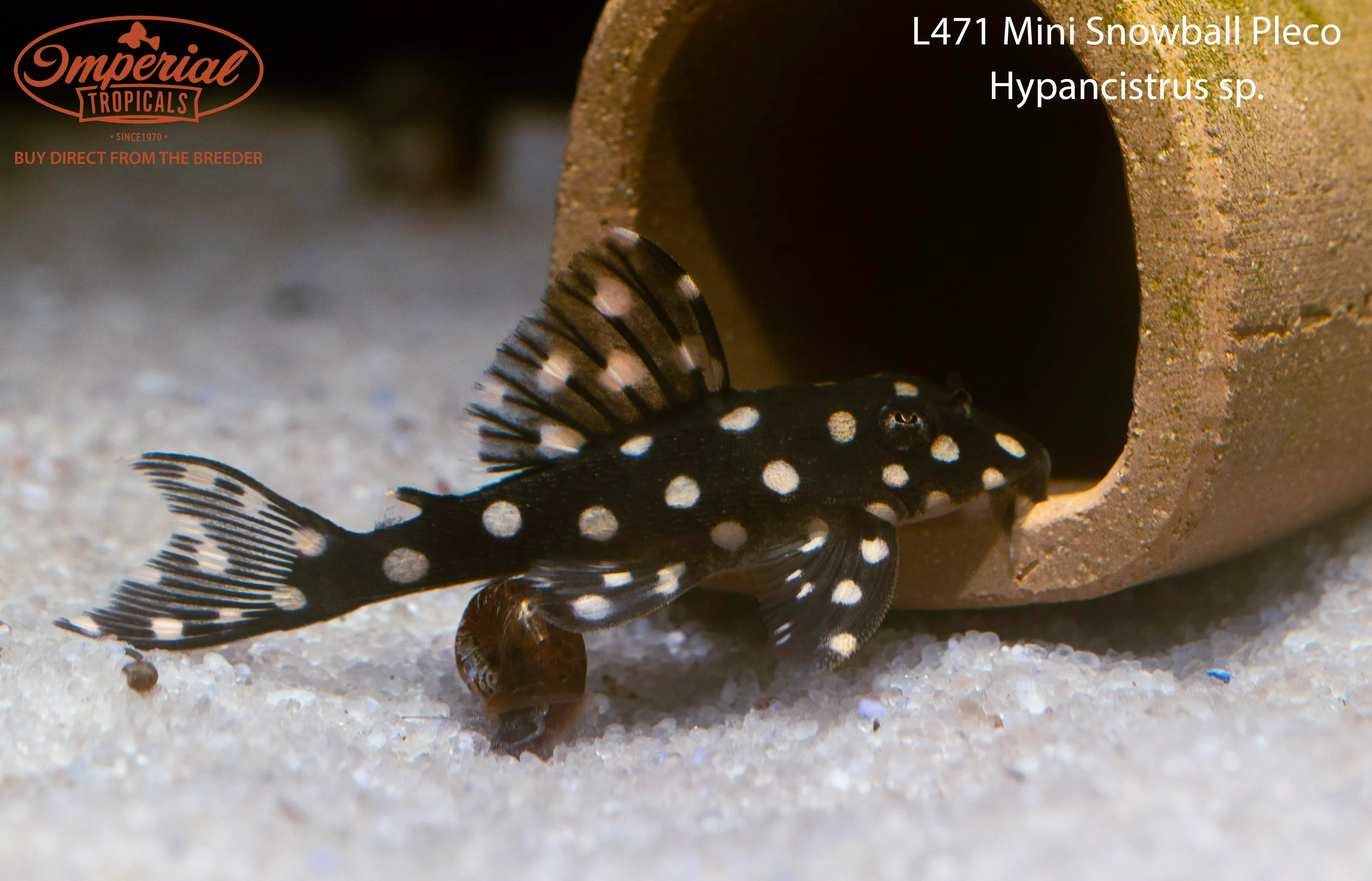 l471-mini-snowball-pleco L471 Mini Snowball Pleco