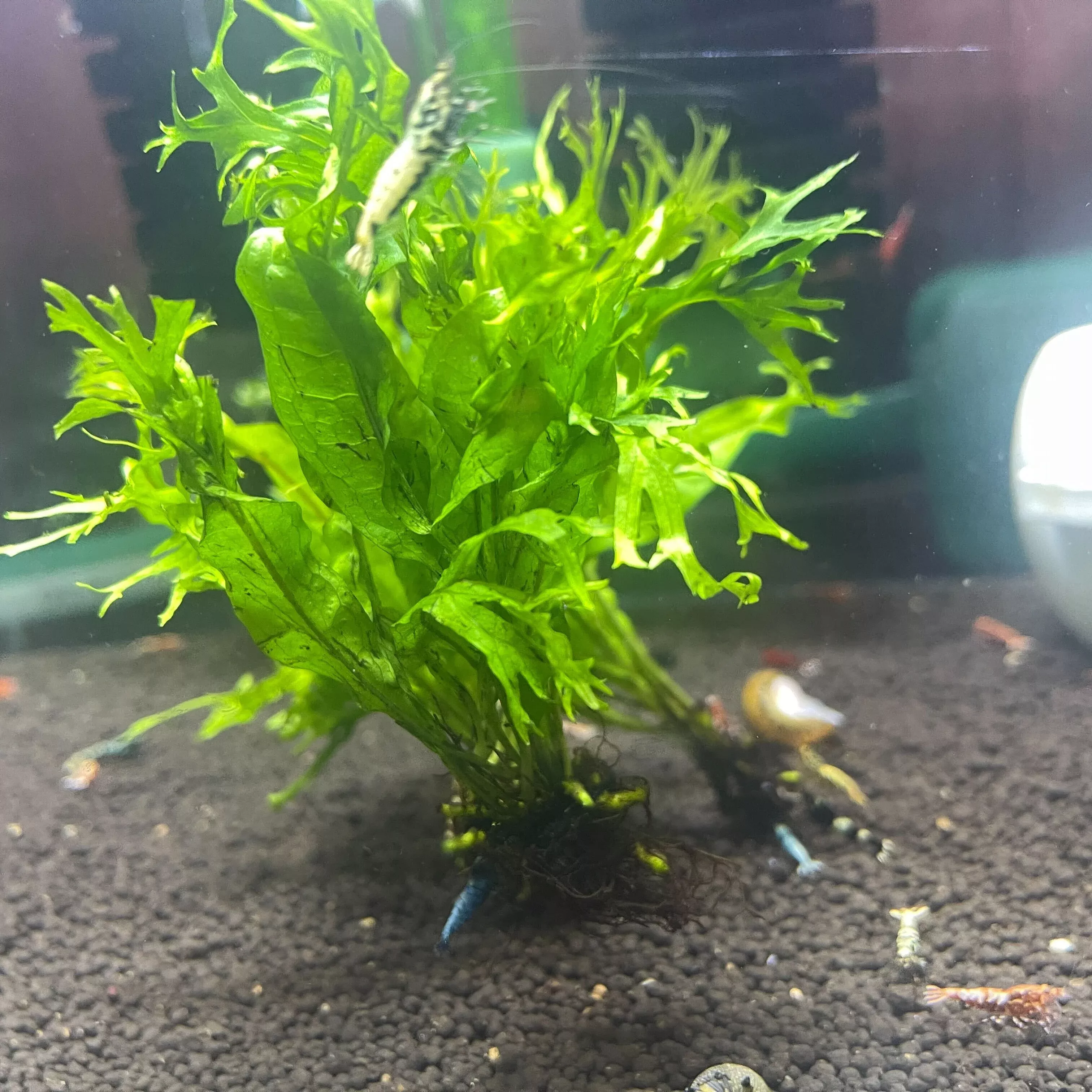 Lacey Java Fern