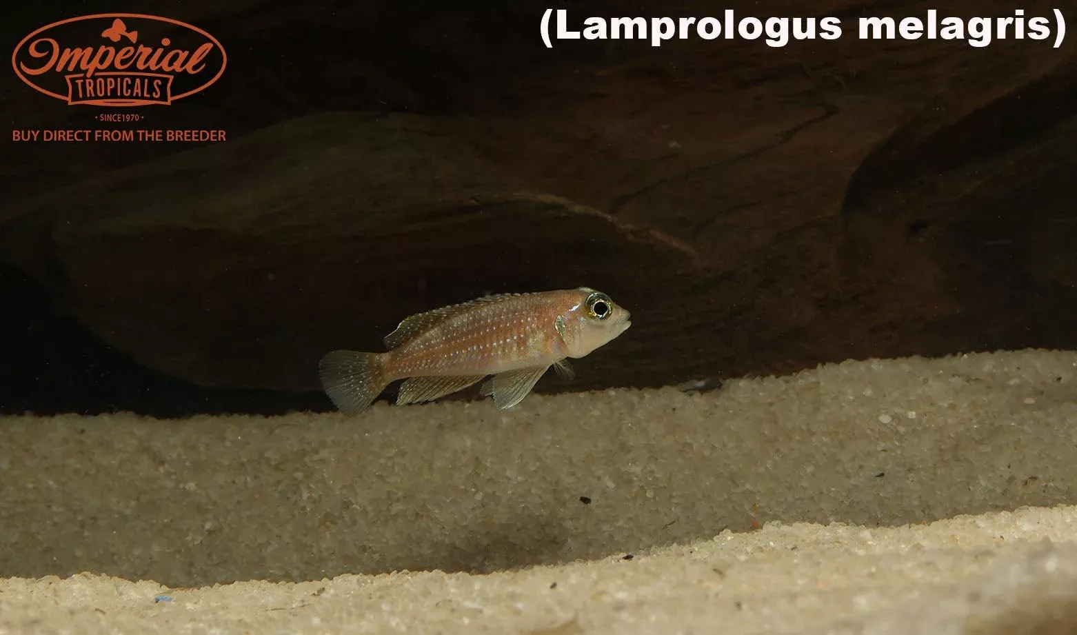 lamprologus-meleagris Lamprologus meleagris