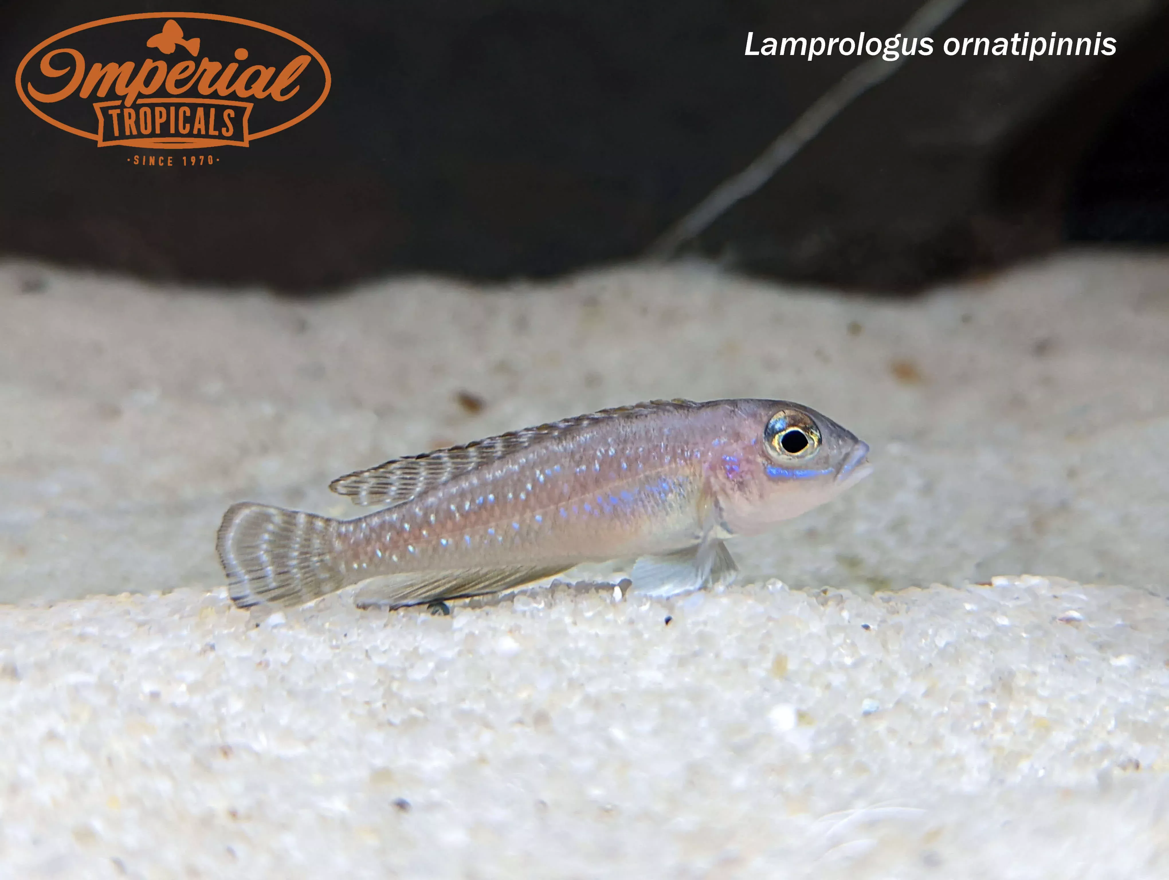lamprologus-ornatipinnis Lamprologus ornatipinnis