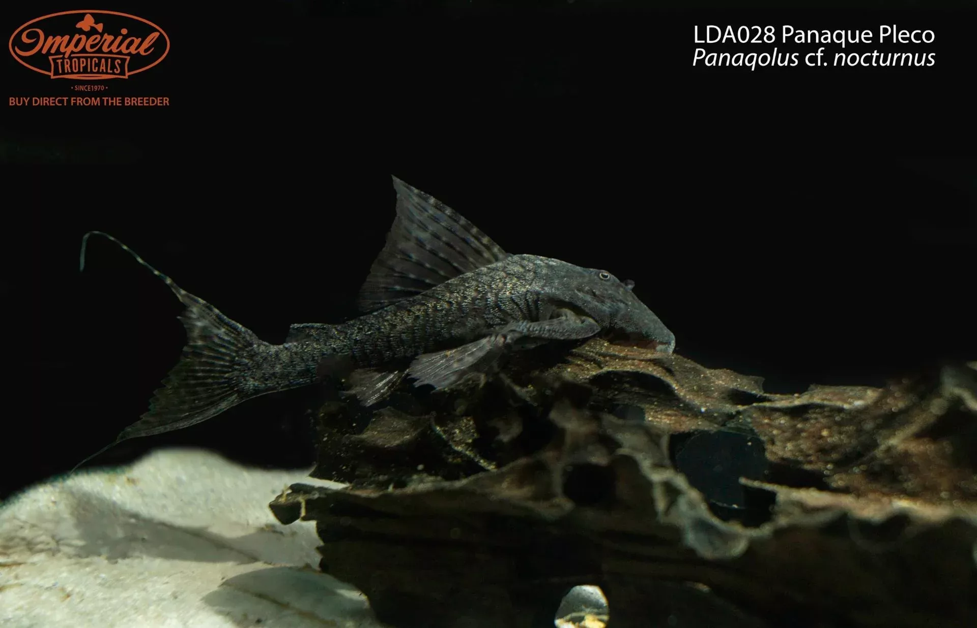 lda028-panaque-pleco-panaqolus-cf-nocturnus LDA028 Panaque Pleco (Panaqolus cf. nocturnus)