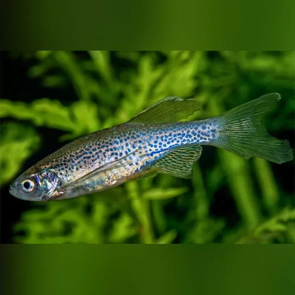 leopard-danio Leopard Danio