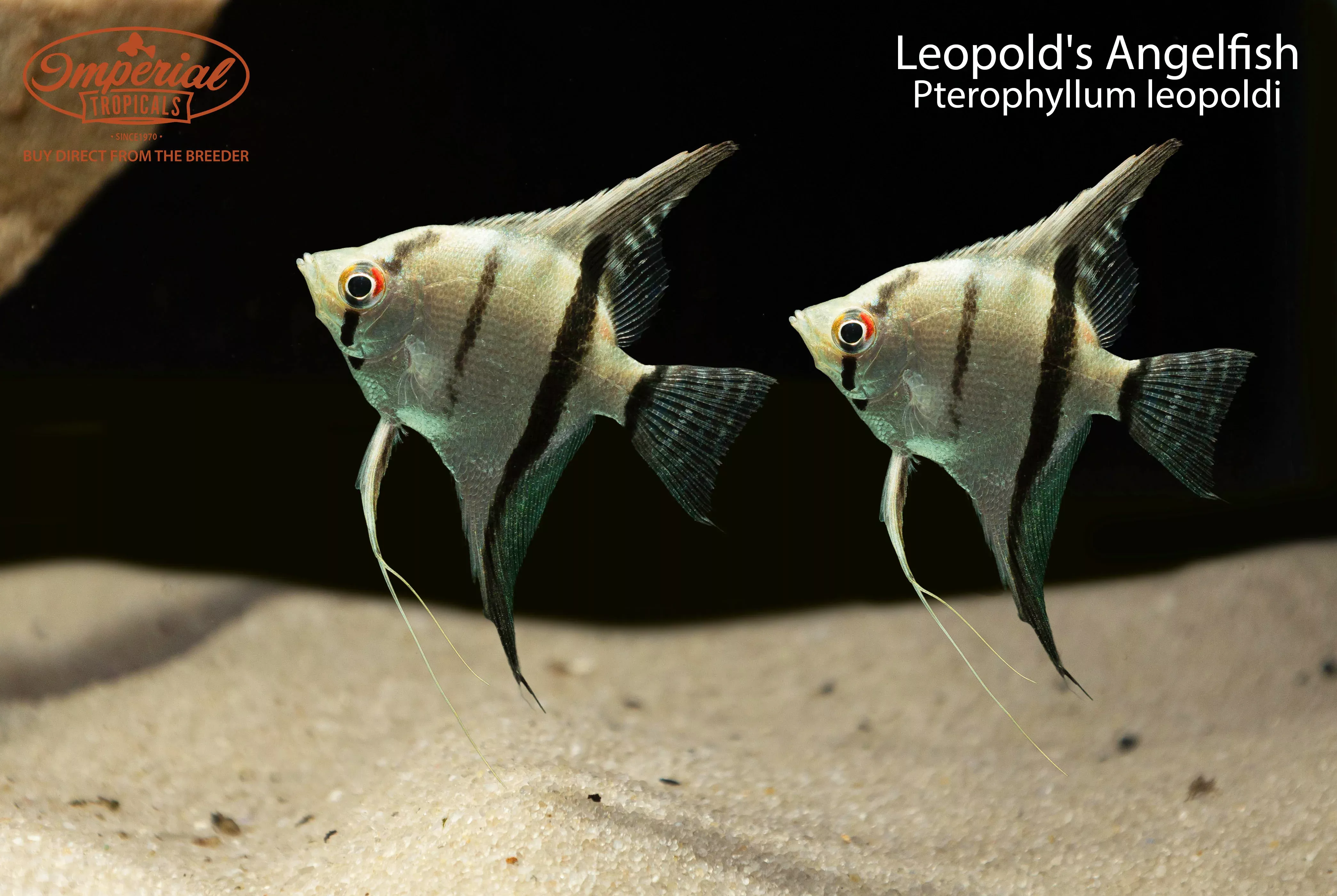 leopold-s-angelfish Leopold's Angelfish