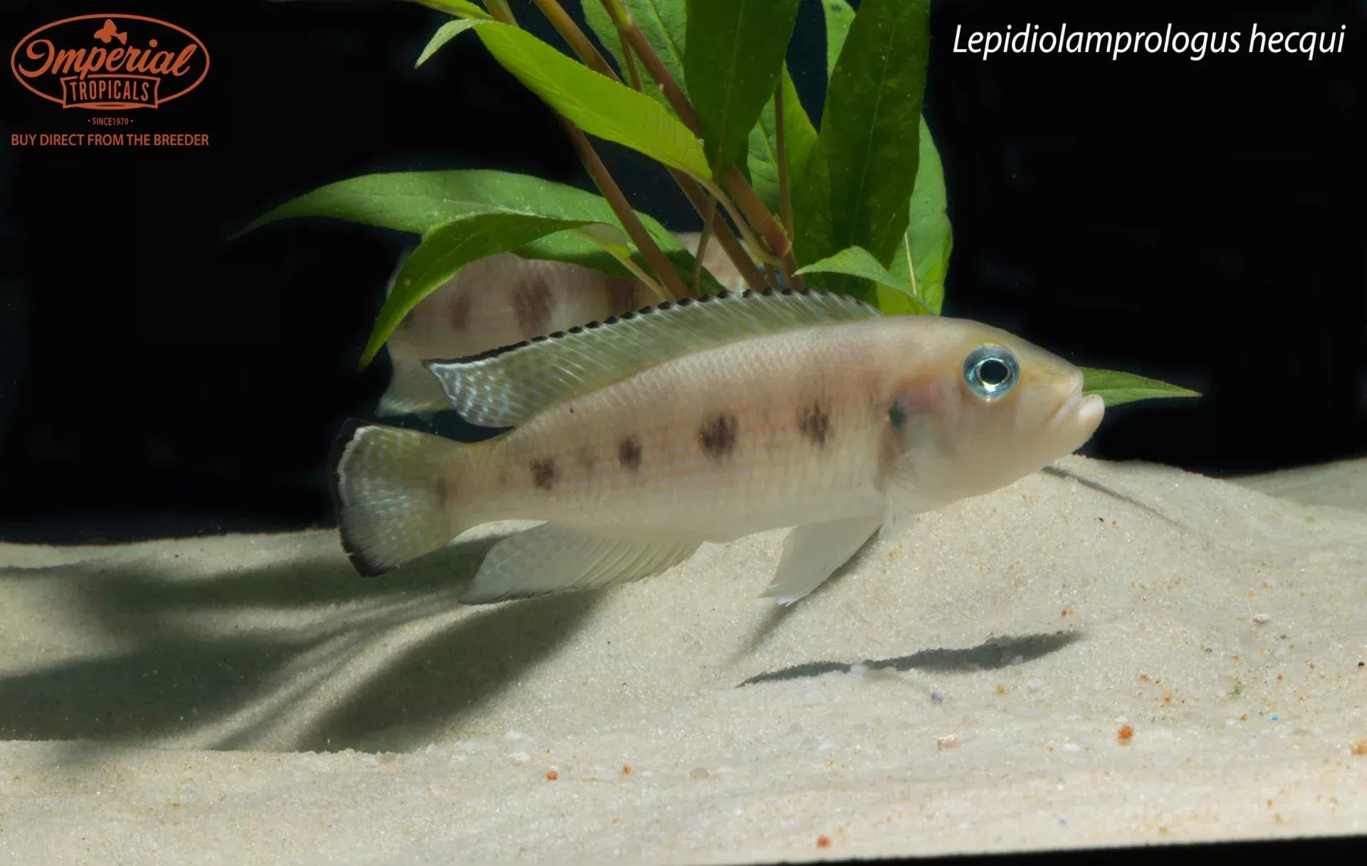 lepidiolamprologus-hecqui Lepidiolamprologus hecqui