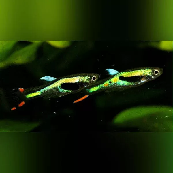 lime-green-endler-male Lime Green Endler - Male