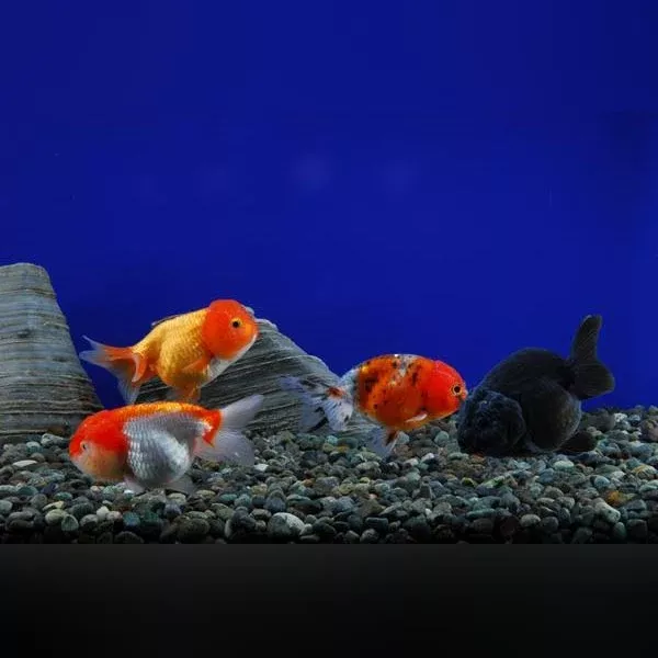 lionhead-goldfish Lionhead Goldfish